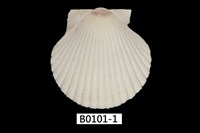 藏品(海扇蛤)的圖片